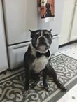 Wesley the Boston Terrier