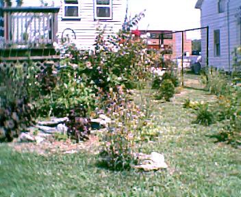 Victorian garden